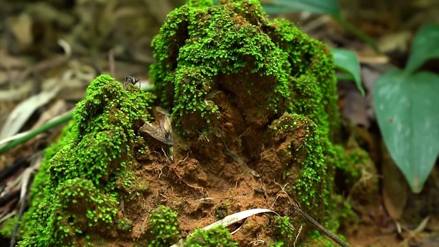 #ChiliSauce Cooking Squids,Octopus Spicy Chili Salad Eating with Garlic,Spicy Sauce so Delicious