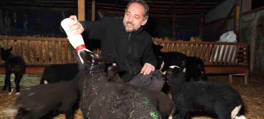 Kuzular için güvenlik kamerası başında sabaha kadar doğum nöbeti