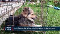 Cegah Rabies, Desa Penglipuran Terapkan Aturan Adat Pelihara Anjing