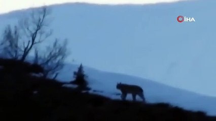 Tunceli’de nesli tükenmekte olan vaşak görüntülendi