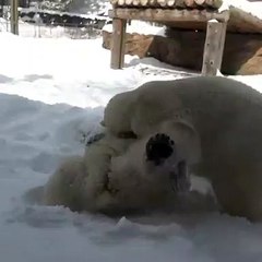 Animais de 'zoo' nos EUA aproveitam folga para brincae na nete