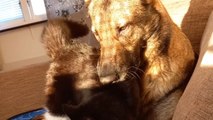 Best friends for years, Cute Cat and Dog love to cuddle each other