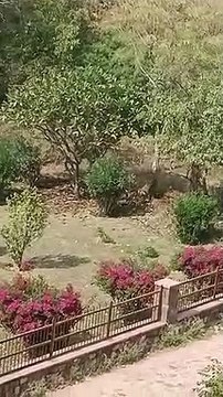 दुर्ग में नहीं मिला बाघ-बाघिन के पगमार्क, वन विभाग जुटा टे्रकिंग में