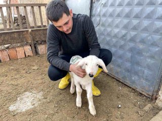 'Anne' diye meleyen kuzuyu görenler hayret ediyor