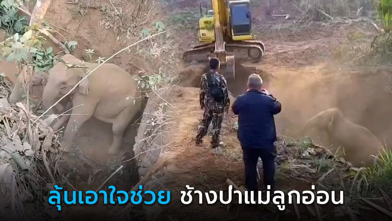 เปิดคลิปนาทีช่วยเหลือ ช้างป่า 2 แม่ลูก ตกหลุมลึ...