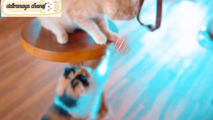 Kucing dan anak kucing lucu,cantik dan buat gemas ll kucing lucu,kucing cantik.