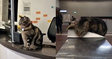 Cette petite chatte est devenue la mascotte d'une gare RER et sa présence apaise les voyageurs