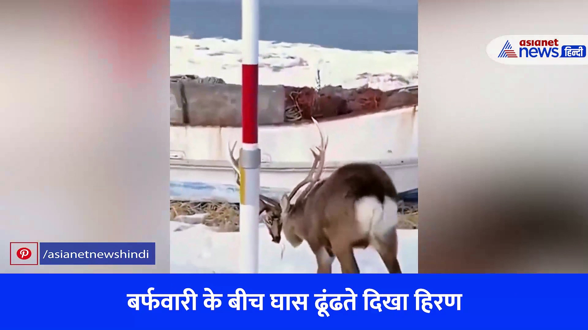 लड़ाई करके आया बारहसिंगा, बर्फिली जमीन पर तलाशने लगा घास, देखें वीडियो