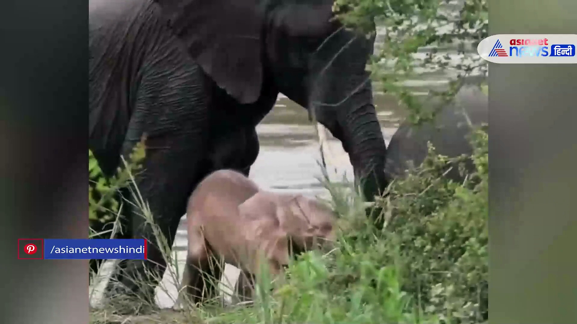 नदी में से नहा कर निकला अनोखे कलर का हाथी, VIRAL VIDEO देखकर रह जाएंगे दंग