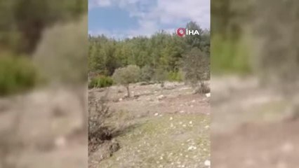 Kendi diktiği zeytin ağaçlarını korumak için başka bahçesine nakletmek istedi, başına gelmeyene kalmadı