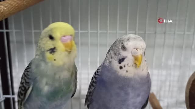 Depremler kuş satışlarını arttırdı: Kuşlar depremi önceden haber veriyor diyorlar