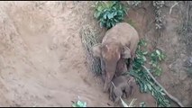 Salvan a una elefanta y su cría tras caer en un hoyo de 5 metros en Tailandia