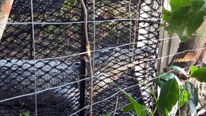 A 37-year-old in stable condition after being bitten in Queensland