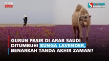 Gurun Pasir di Arab Saudi Ditumbuhi Bunga Lavender, Benarkah Tanda Akhir Zaman?
