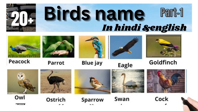 Birds name in hindi and english/ पक्षियों के नाम हिंदी और इंग्लिश में/commen word meaning#sabdcosh 111#learn english#english/commen word meaning