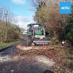 Abattage de 70 arbres à Lannion