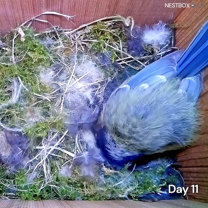 Une mésange, un nid, ses petits