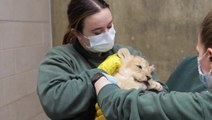 Lion cubs receive first health checks at Lincoln Park zoo