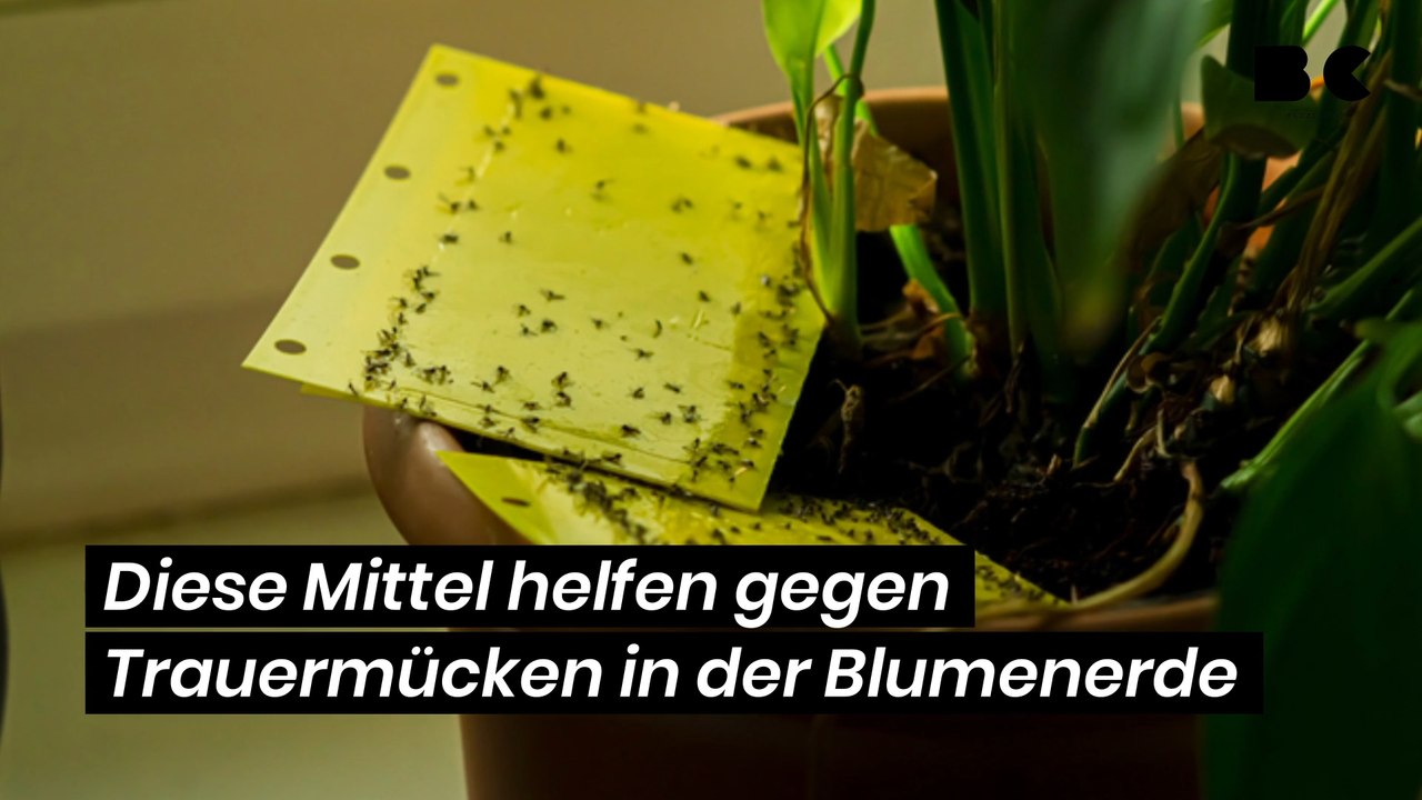 Diese Mittel helfen gegen Trauermücken in der Blumenerde