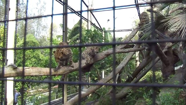 Can You Believe There Are Fewer Than 40 of These Cat Species Left in the World?