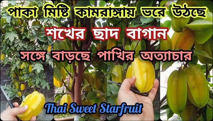 টবে থাই মিষ্টি কামরাঙ্গা গাছের ফলন ।। Thai Sweet Star Fruit Plant