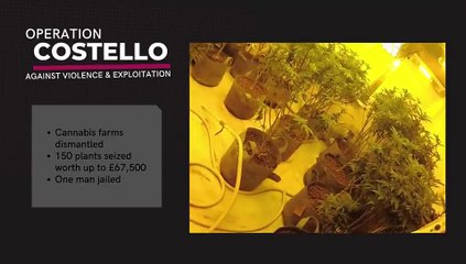 Police footage shows officers uncovering Luton cannabis farm