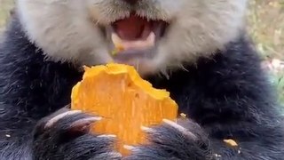 Bir terapi yöntemi olarak pandaların bir şey yiyişini seyretmek