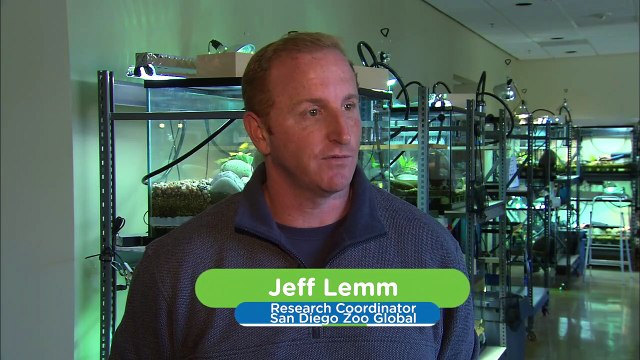 Is This One of the Most Endangered Lizard Species in the World?