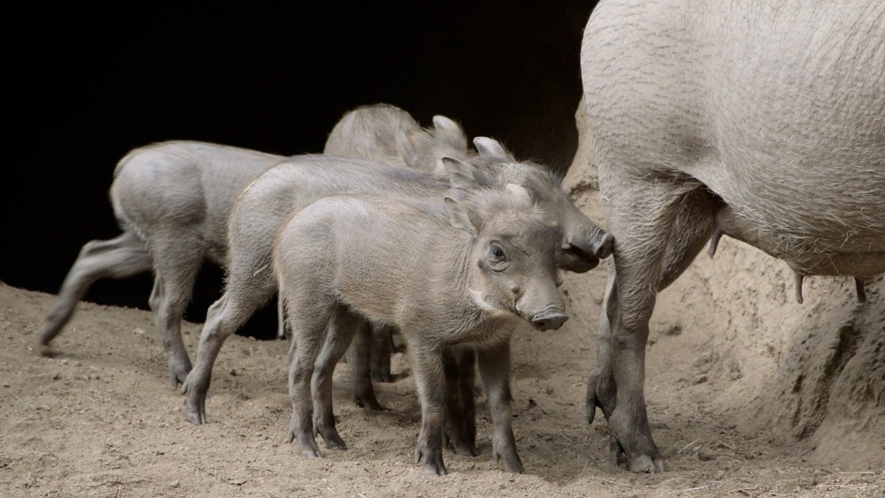 A Closer Look at Warthog Piglets' Play and Feeding at the San Diego Zoo