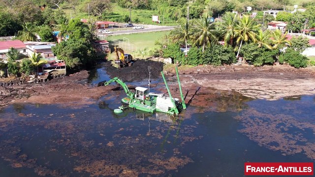 Les côtes du Robert envahies par les algues sargasses - février 2023