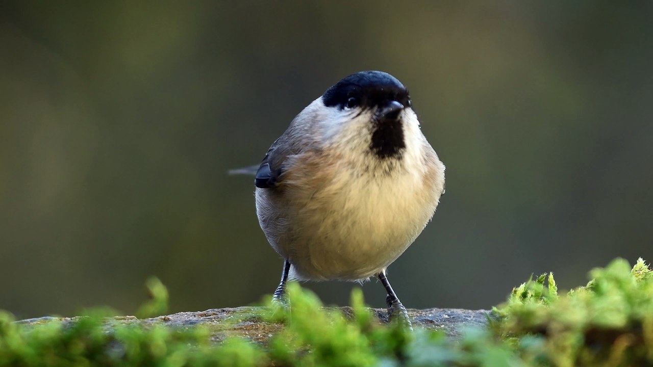 Bird video 4k HDR