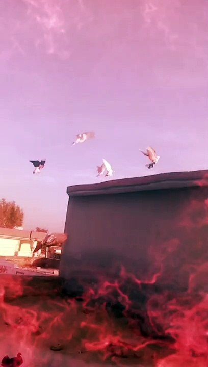 fancy racer pigeons | bohat hi achi nasal kay kabootar