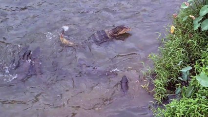 Otters Size Up The Resident Monitor Lizard