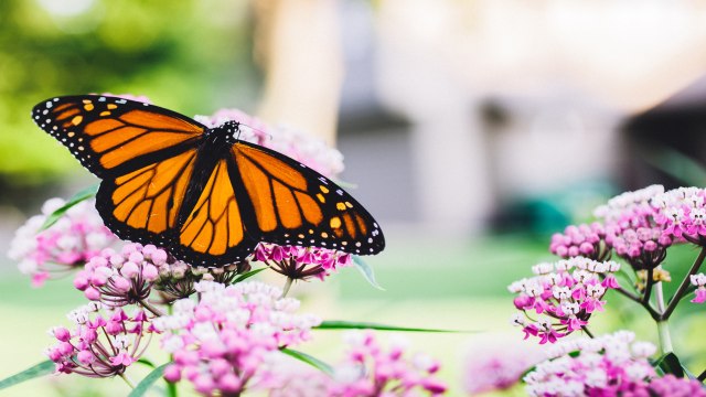 How to Score Free Milkweed Seeds for a Monarch-Friendly Garden