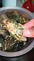 ostiones y almejas negras marisco fresco patas de mula recien sacados de el mar