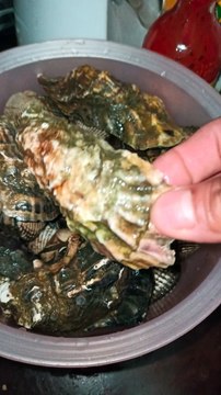 ostiones y almejas negras marisco fresco patas de mula recien sacados de el mar