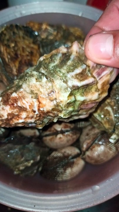 pata de mula almejas negras ostiones marisco fresco recien pescados de el mar