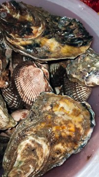 almejas negras pata de mula ostiones y marisco fresco recien pescado de el mar