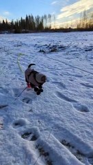 Bundled Up Pup Waddles Up