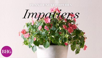 Everything You Need to Know About Impatiens
