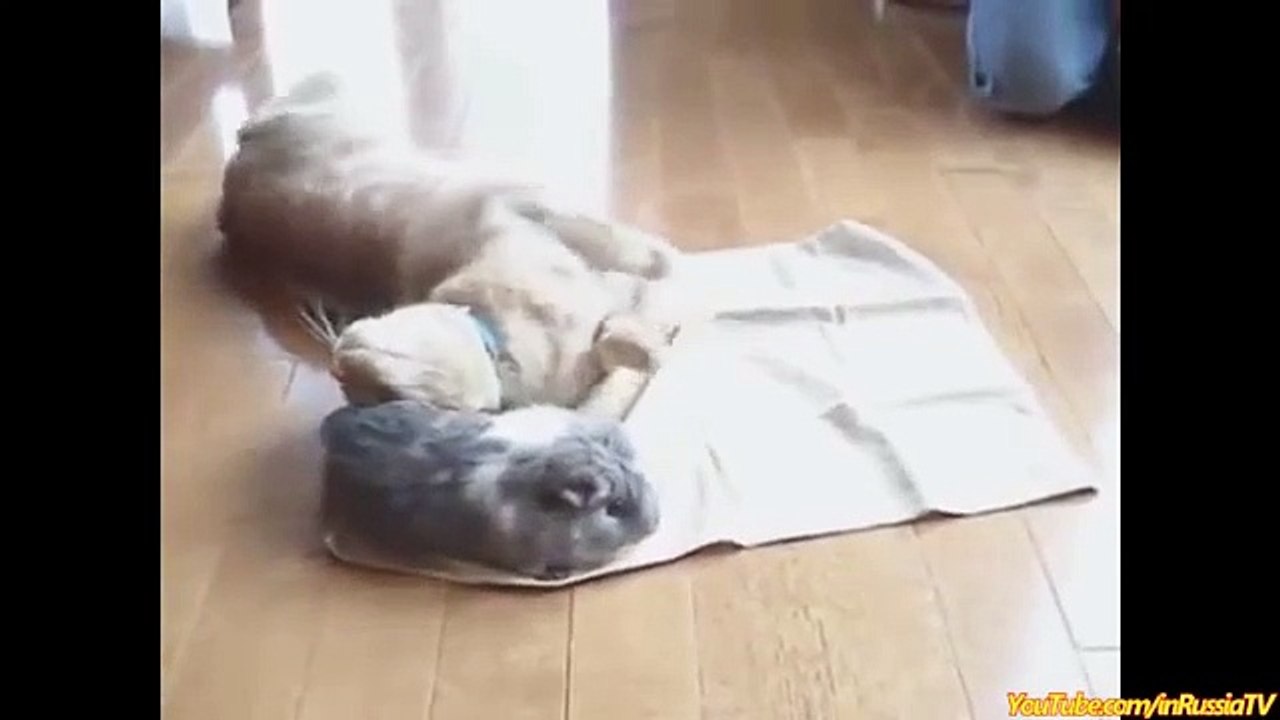 Hot FUNNY VIDEOS Funny Cats Love Funny Animals Funny Dogs Funny Monkey Bunny Guinea Pig