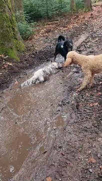 Fluffy White Dog Lays in Mud Puddle to Owner's Dismay