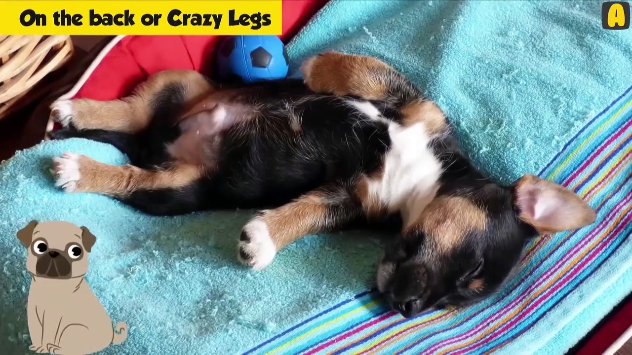 What Your Dog's Sleeping Position Reveals About Their Personality, Health and Character