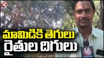 Mango Farmers Suffer losses Due To Pests From Two Years, Needs Support From Govt _V6 News