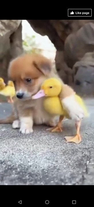 Cute animals.