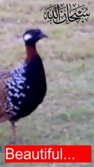 Black Partridge Pakistan kala teetar  Bird