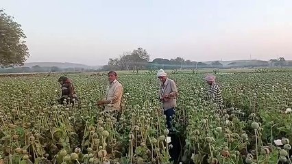 सभी काम छोड़कर खेत में जुट गए, एक पल को भी फसल को अकेला नहीं छोड़ते