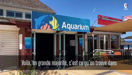 L'étonnant comportement d'un requin nourri par un plongeur