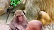 The funny videos  बच्चे_को_परेशान_किया#monkey#love#viralshorts#shorts#viral#funny#reels#ytshortsviral#reel_#ytshorts