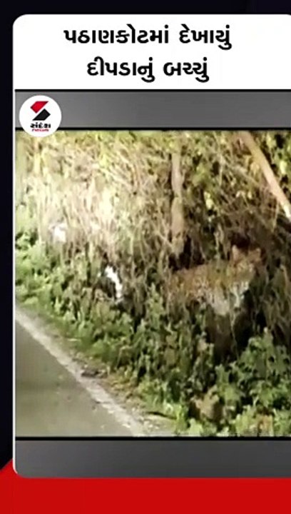 પઠાણકોટમાં દેખાયું દીપડાનું બચ્ચું